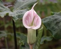 big pink and white scented flowers